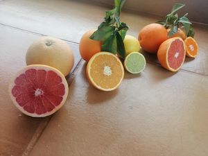 Grapefruit, orange, lemon and tangerine