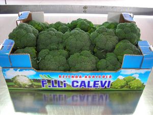 Broccoli / Brassica oleracea var. italica