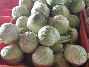 Organic Cabbage 1kg