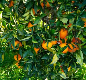 Certified Organic Oranges Washington Navel. Sicilian Oranges