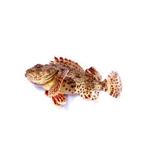 Scorpio Fish | Σκορπινα | ჩიქვი | Scorpaena Porcus
