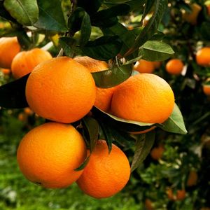 Certified Organic Oranges Washington Navel. Sicilian Oranges