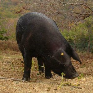 Black pig cheek of Calabria - Slice of 440-500 gr