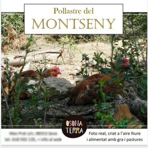 Pollastre del Montseny Pollastre del Montseny