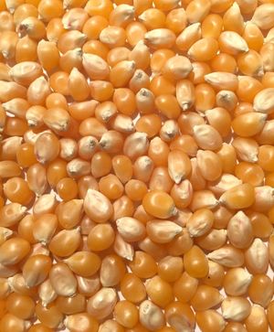 Quality yellow corn products in bulk quantities 