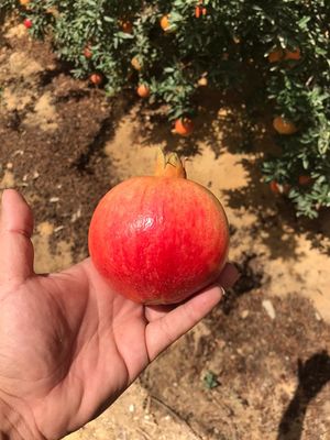 Pomegranate (variety wonderful) 1 ton