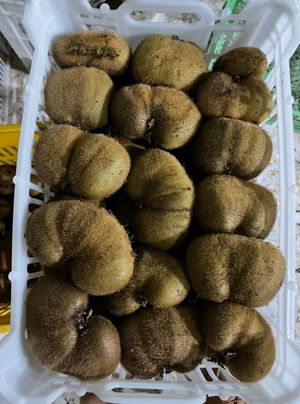 Kiwi butterfly size 120gr /No prepayment/Transport included in the price
