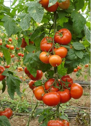 Large-sized tomatoes 1kg