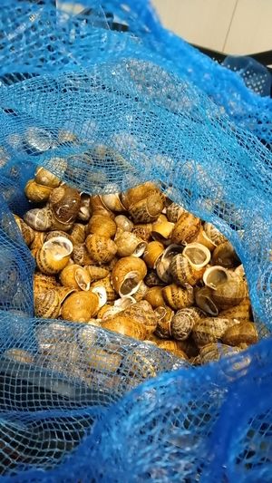 Helix Aspersa snail - purged and ready to cook - 3kg bag