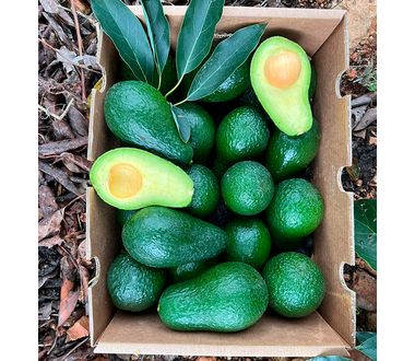 Avocado Hass (1kg) - In Punta di Forchetta