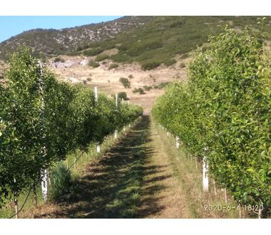 Tripoli Pears Krystalli - tripoli - Wikifarmer