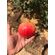 Pomegranate (variety wonderful) 1 ton