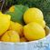 Primo Fiore lemon certified organic product
