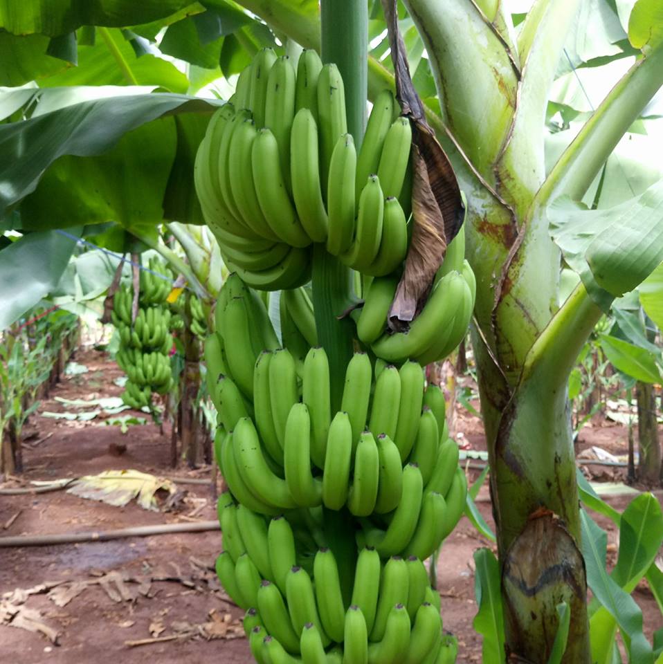 Plátanos verde frescos Cavendish - Buea - Wikifarmer