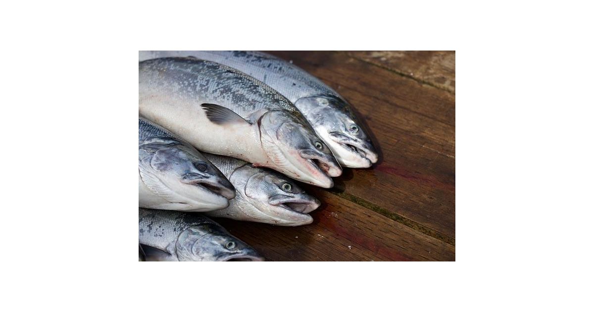 Salmón fresco precio por kilo Madrid Wikifarmer