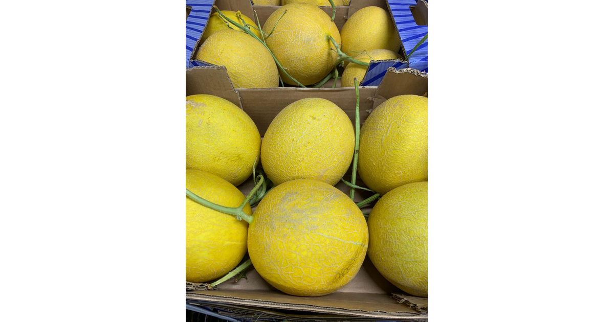 Melón Galia 6 piezas Zaragoza Wikifarmer