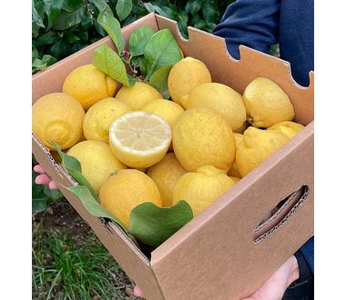 Abundantemente Impresionante Interpersonal Caja de Limones Verna 15 kg - Les Alqueries - Wikifarmer