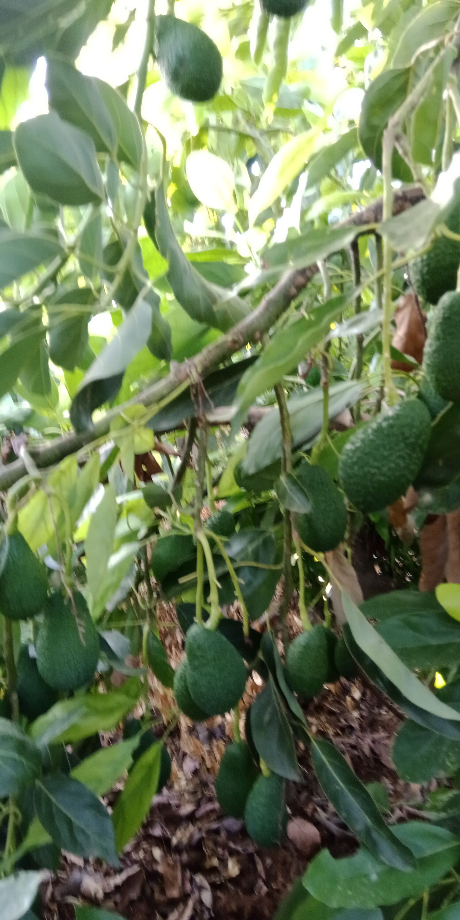 Avocat Hass en boîte de 10 kg - Llauri - Wikifarmer