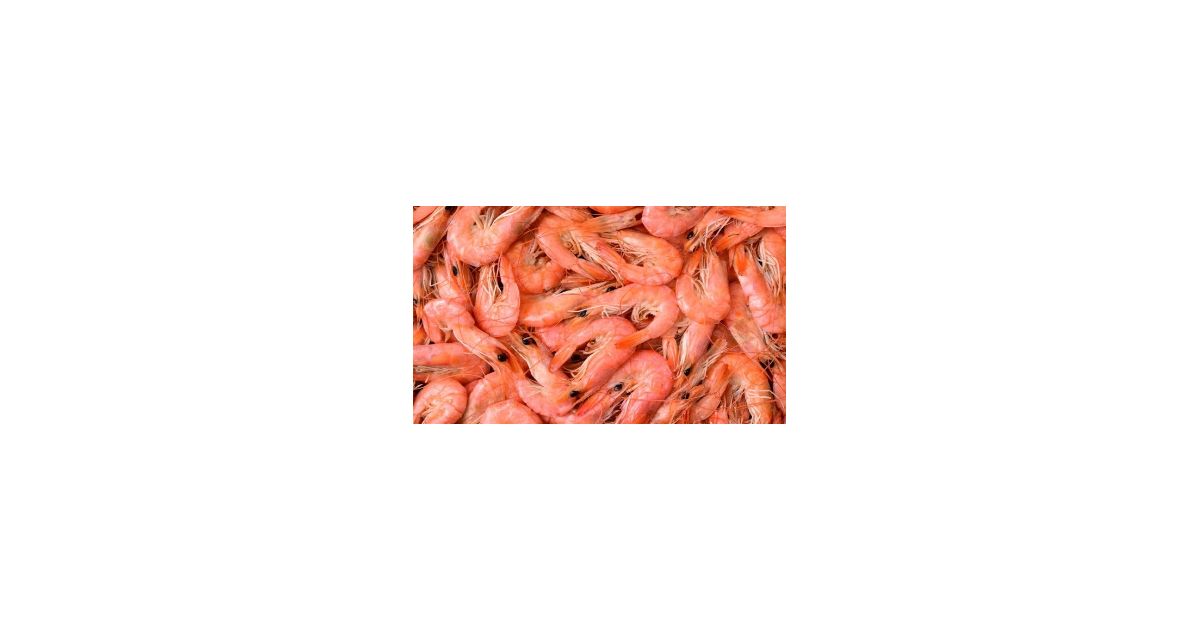 Crevette caramote (Penaeus kerathurus) carton de 8kg Kavala Wikifarmer