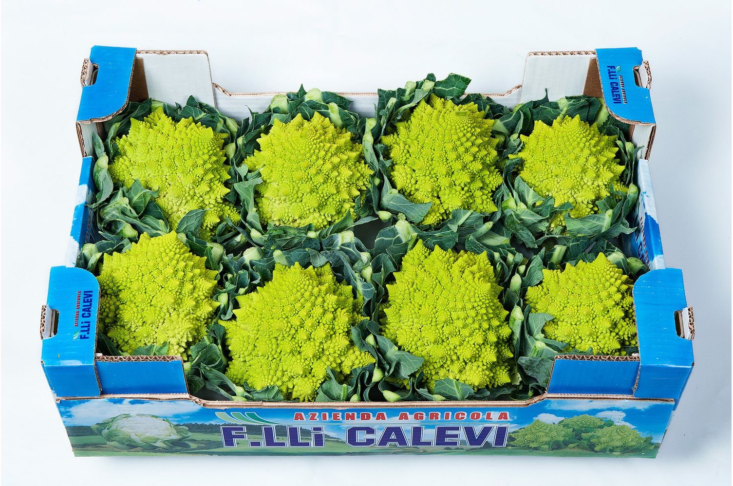 Chou Fleur Romanesco Ou Romain Viterbo Wikifarmer