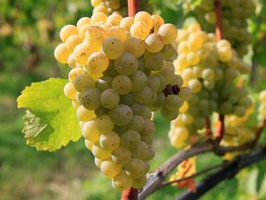 vignobles percier vignobles percier
