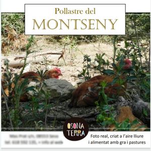 Pollastre del Montseny