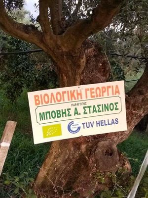 BOVIS FAMILY GREEK GROVES BOVIS FAMILY GREEK GROVES