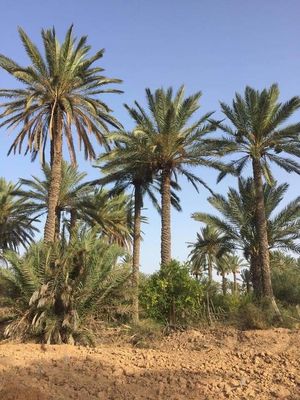 Mokhtar Healthy Vegetables and Fruits (MHVF) Mokhtar Healthy Vegetables and Fruits (MHVF)