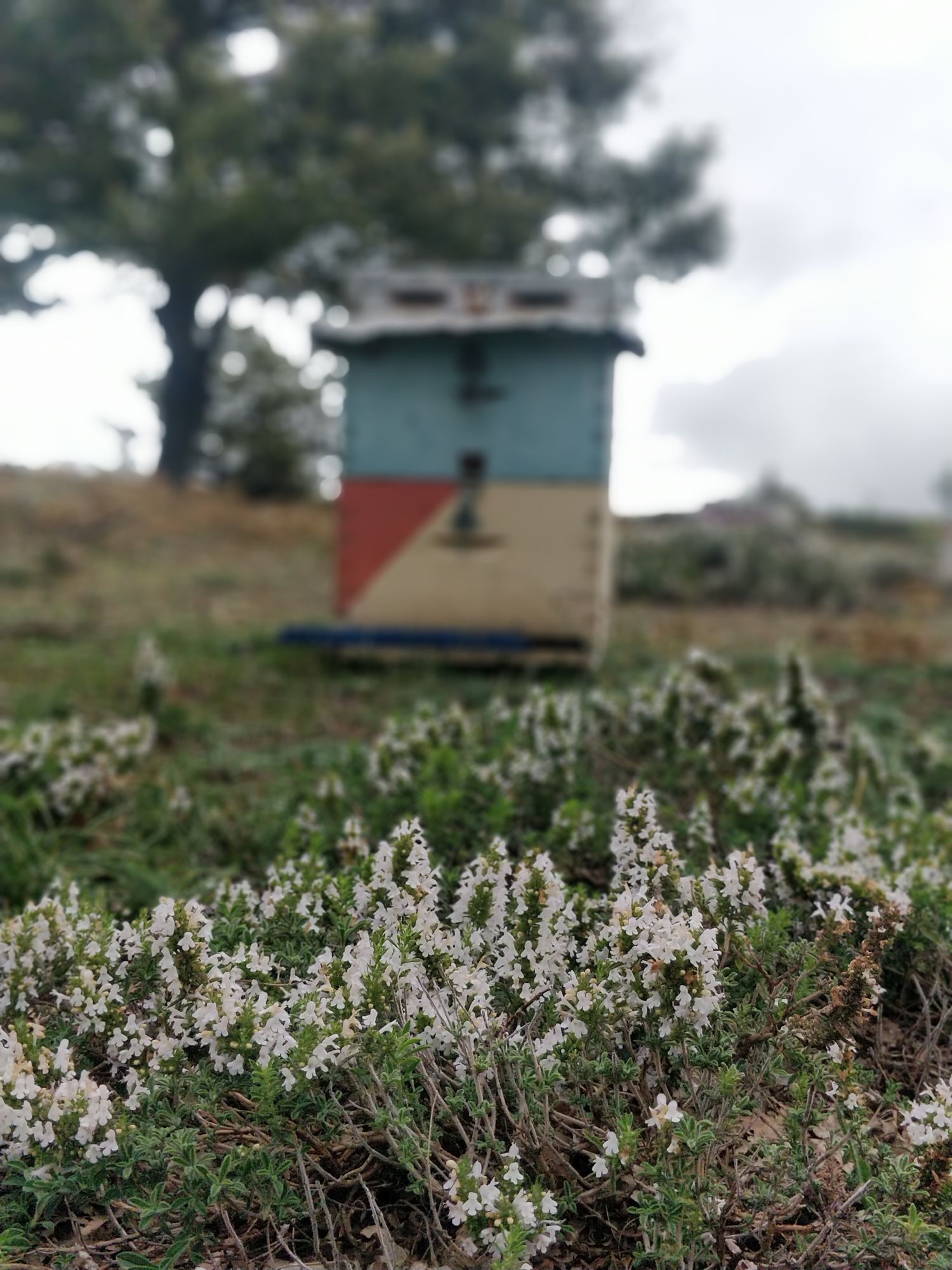 Oregano Honey 1 kg