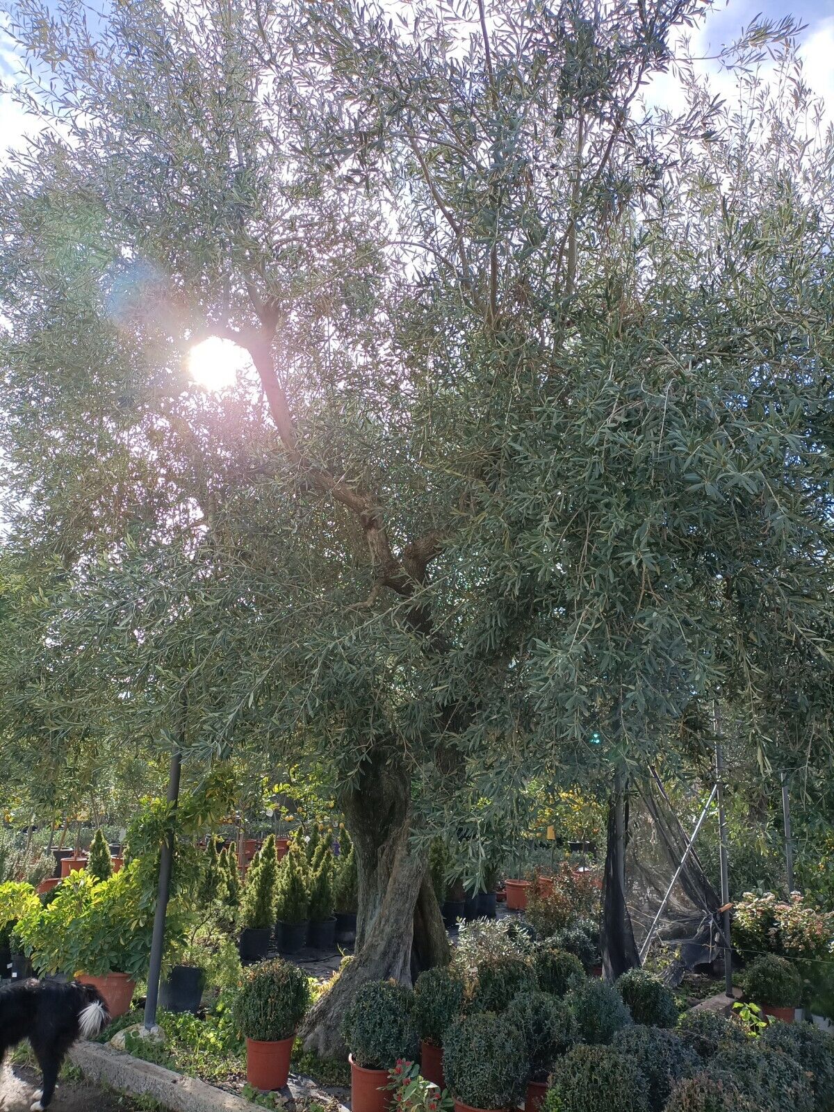 Extra Virgin Olive Oil - 5 liter can