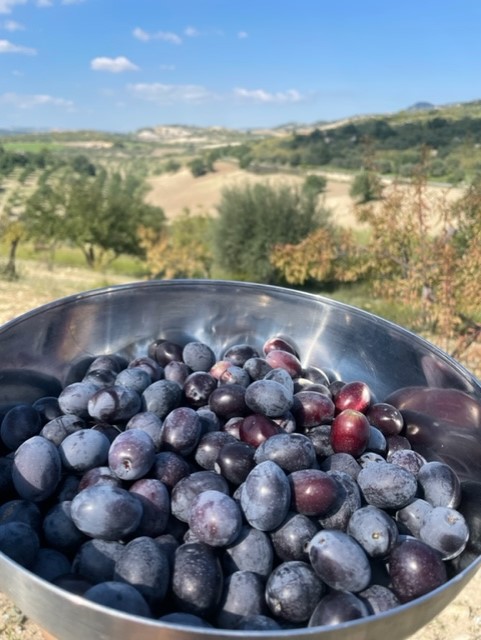 Extra virgin Olive oil, production 2022 - 5 litres