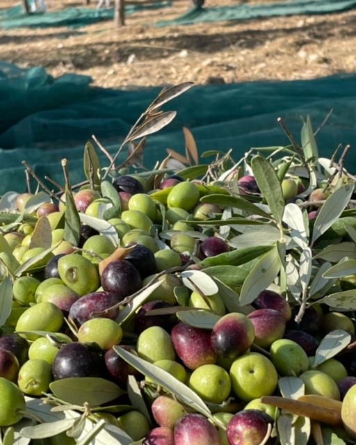 Extra virgin Olive oil, production 2022 - 5 litres