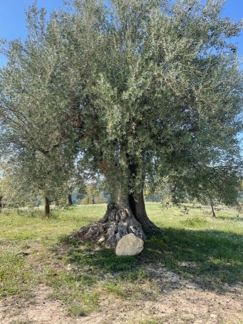 Extra virgin Olive oil, production 2022 - 5 litres