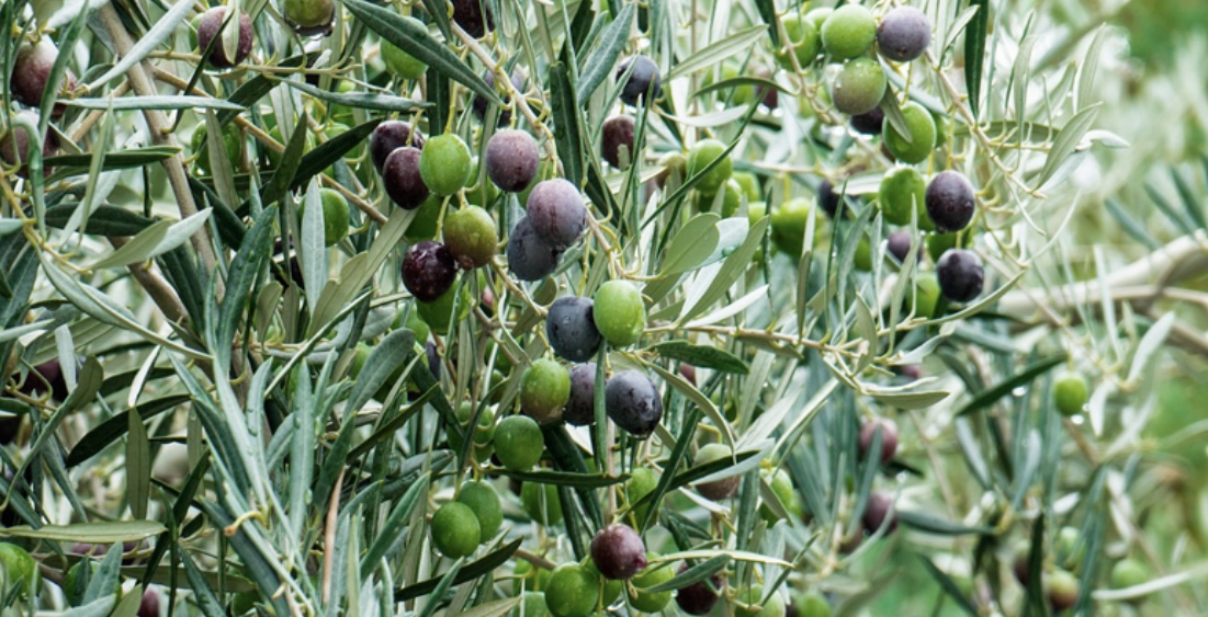 Extra Virgin Olive Oil - 5 lt