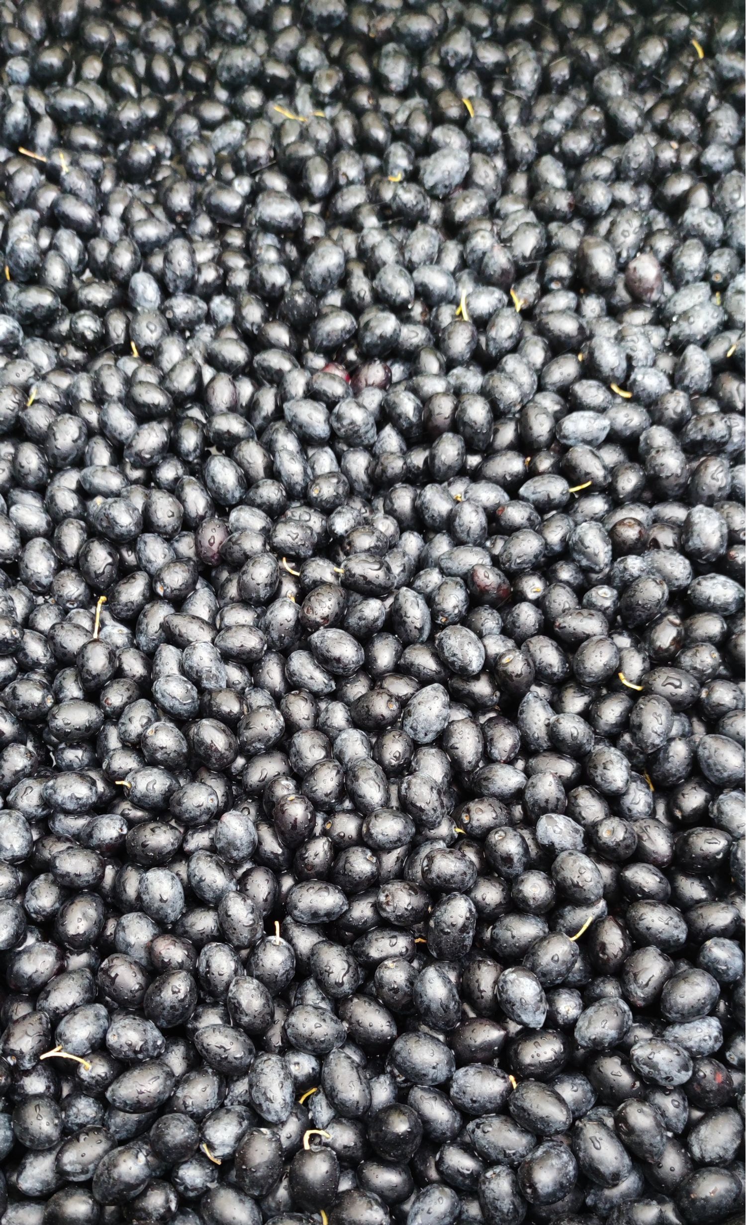 Kalamon Olives 10kg