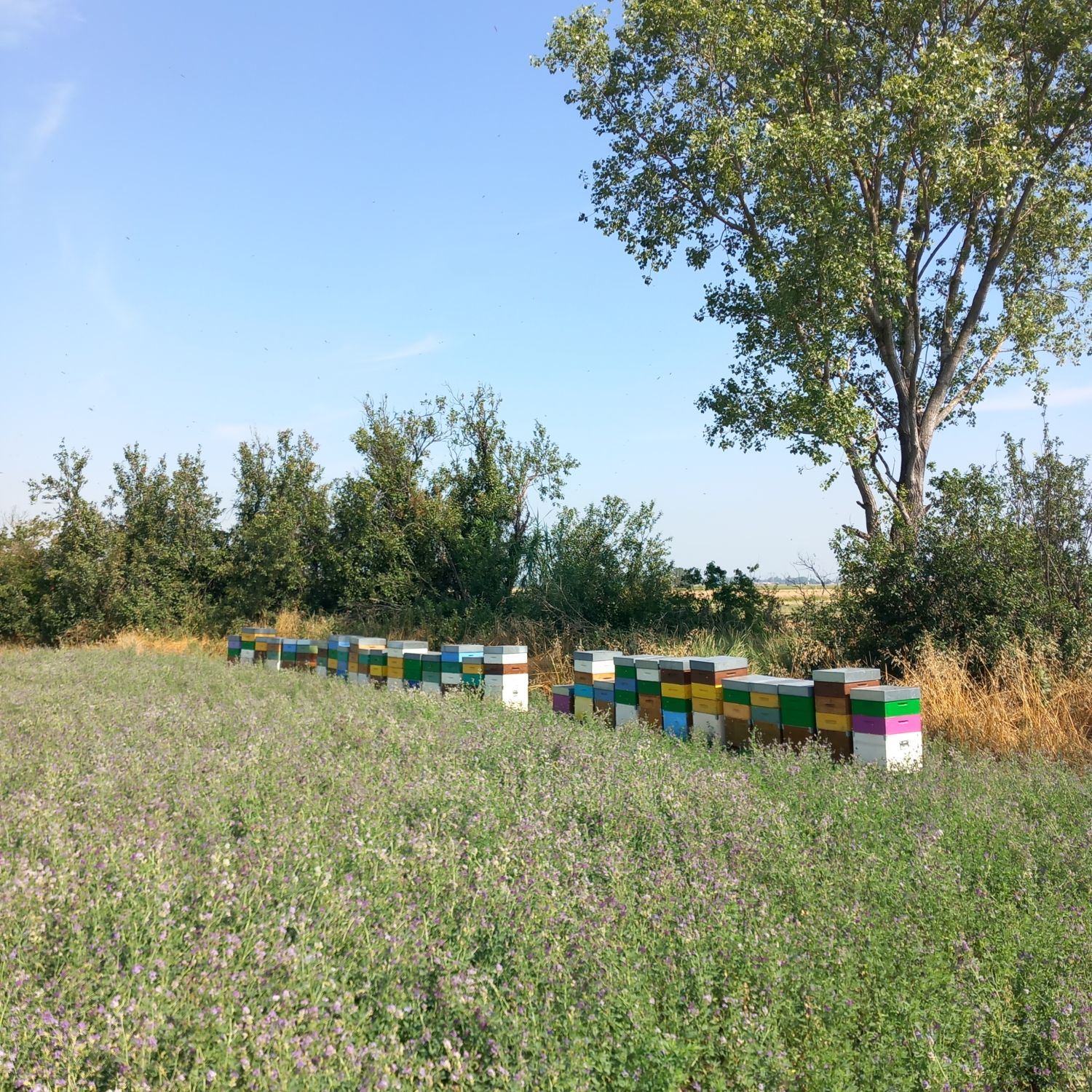 Flower Honey from Oltrepo Pavese, 2023 vintage