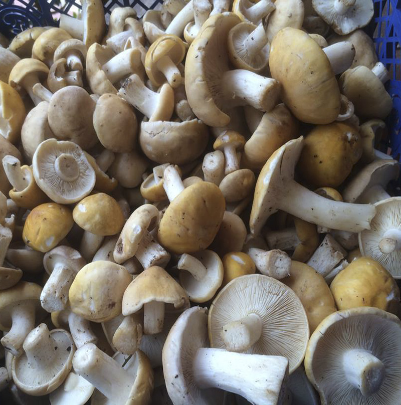 Calocybe gambosa (Calocybe gambosa)