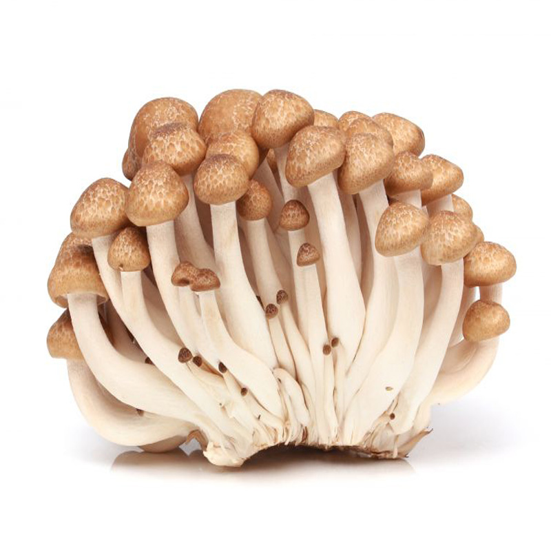 Shimeji brown (Hypsizygus tessellatus) 1kg