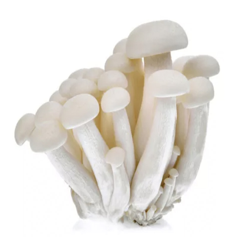 Shimeji white (Hypsizygus tessellatus) 1kg