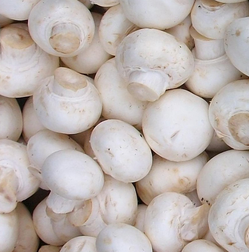 White Agaricus Biosporus