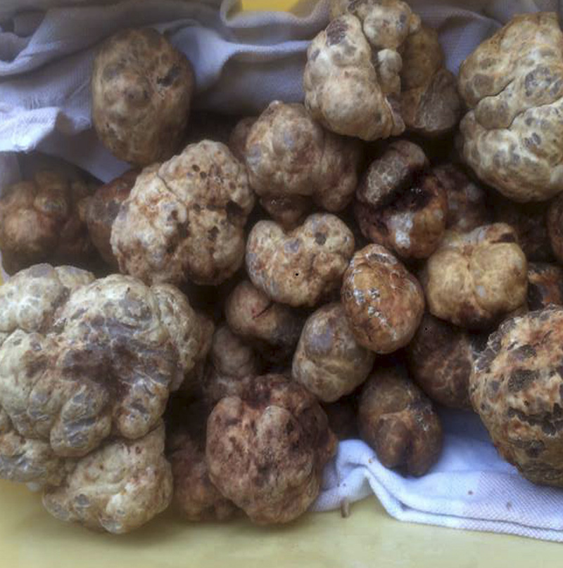 White truffle Tuber Borchii 50gr