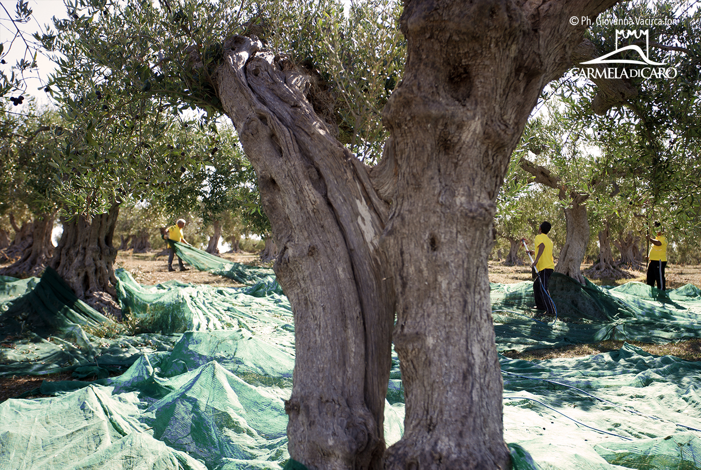 Extra Virgin Olive Oil Rustico, Cold Extracted, 100% Italian