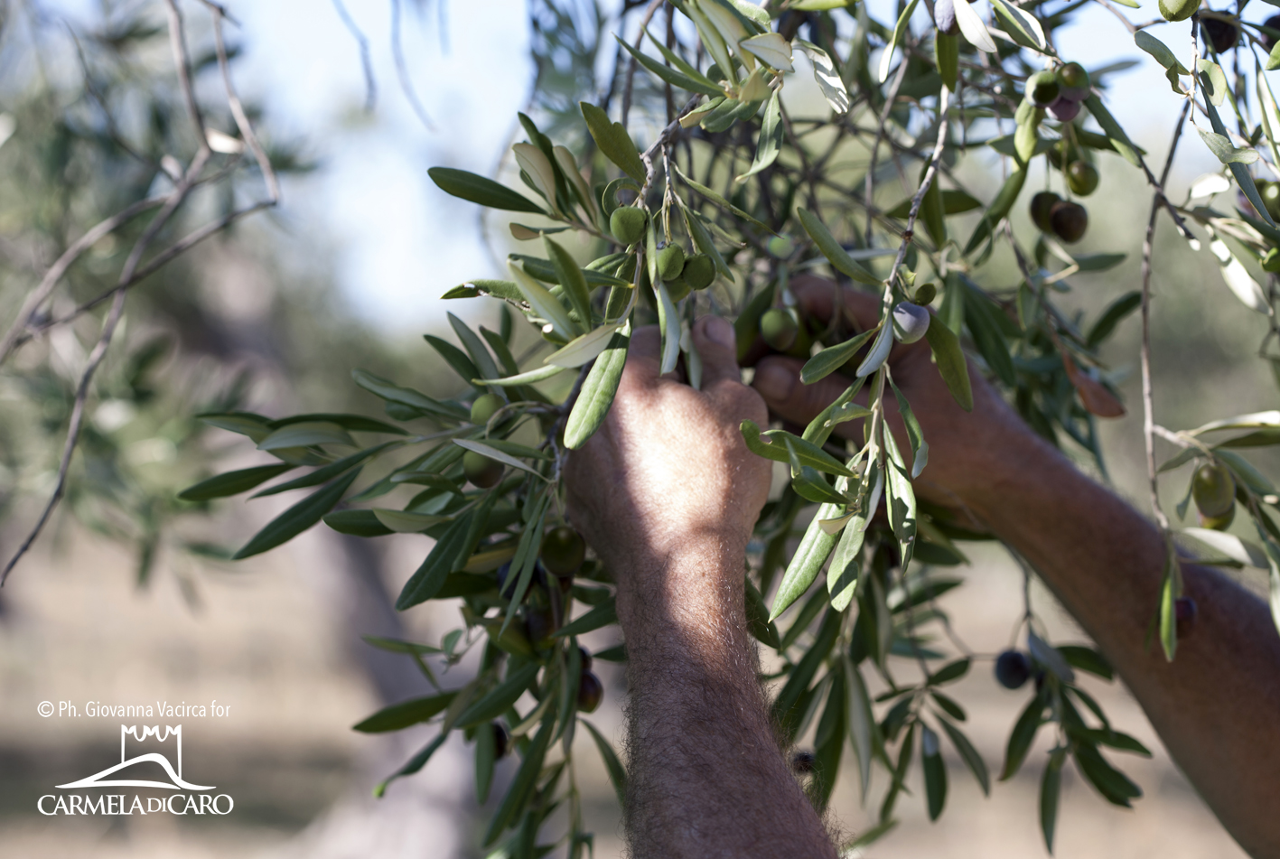 Extra Virgin Olive Oil Rustico, Cold Extracted, 100% Italian