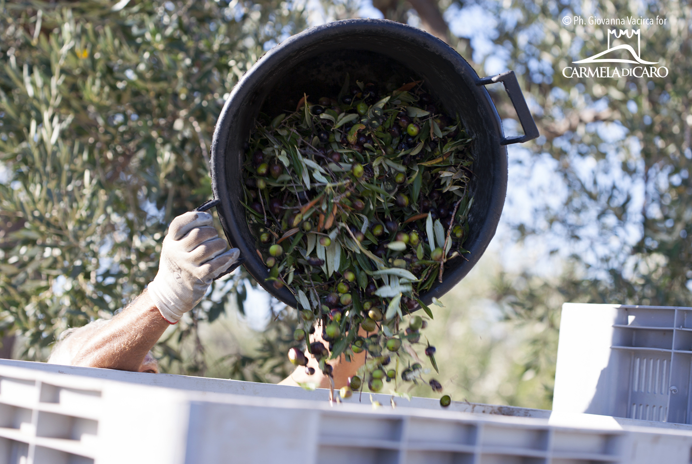 Extra Virgin Olive Oil Rustico, Cold Extracted, 100% Italian