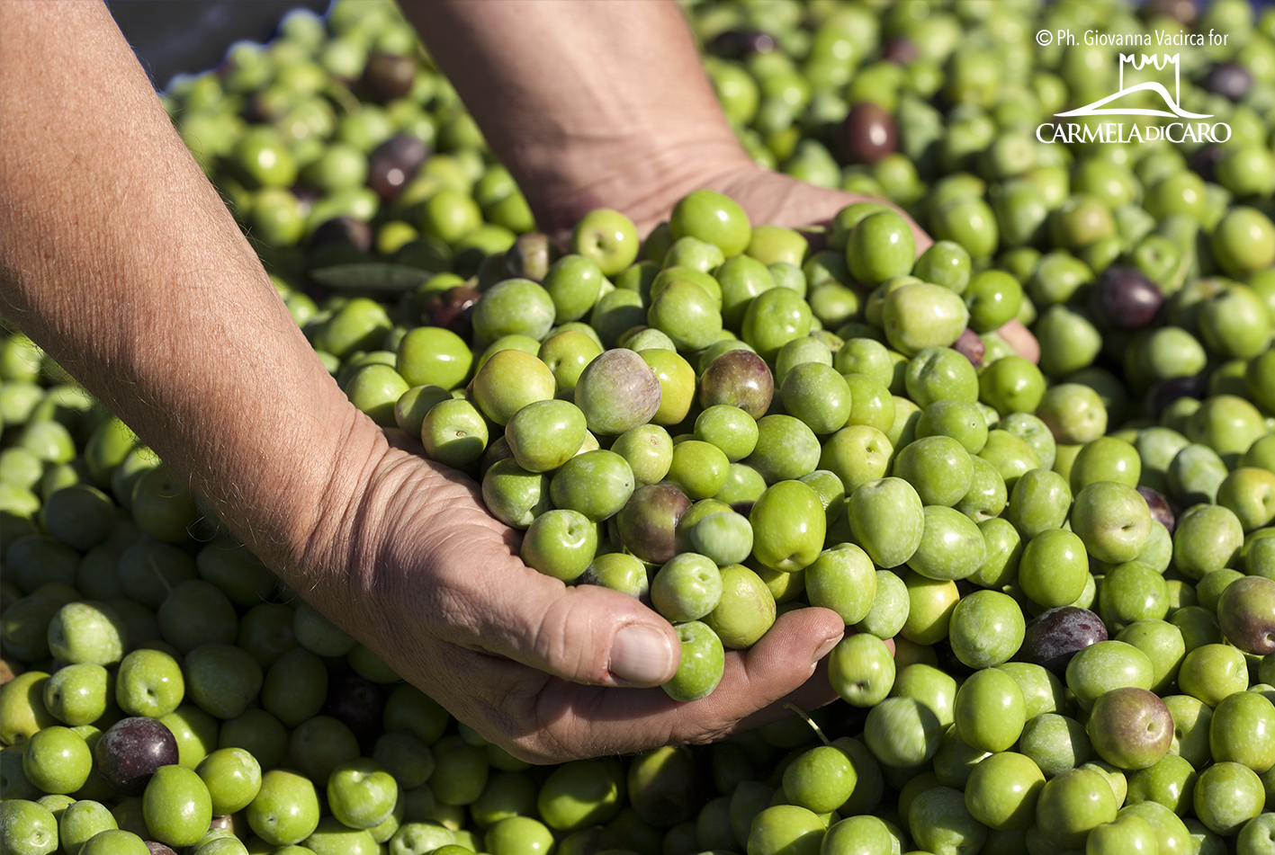 Extra Virgin Olive Oil Rustico, Cold Extracted, 100% Italian