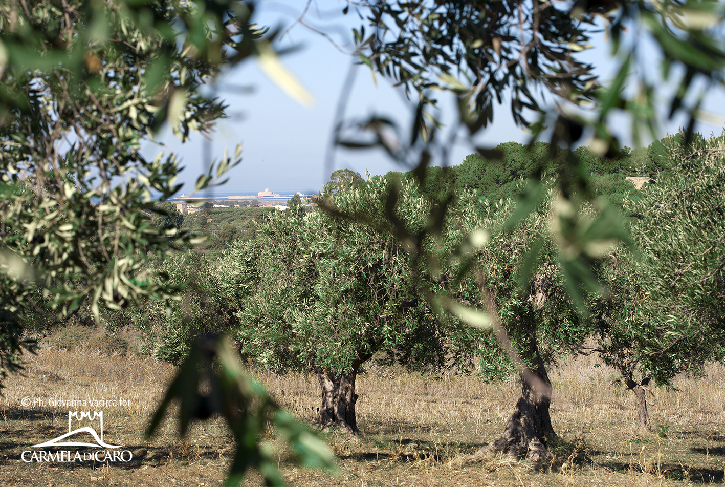 Extra Virgin Olive Oil Rustico, Cold Extracted, 100% Italian