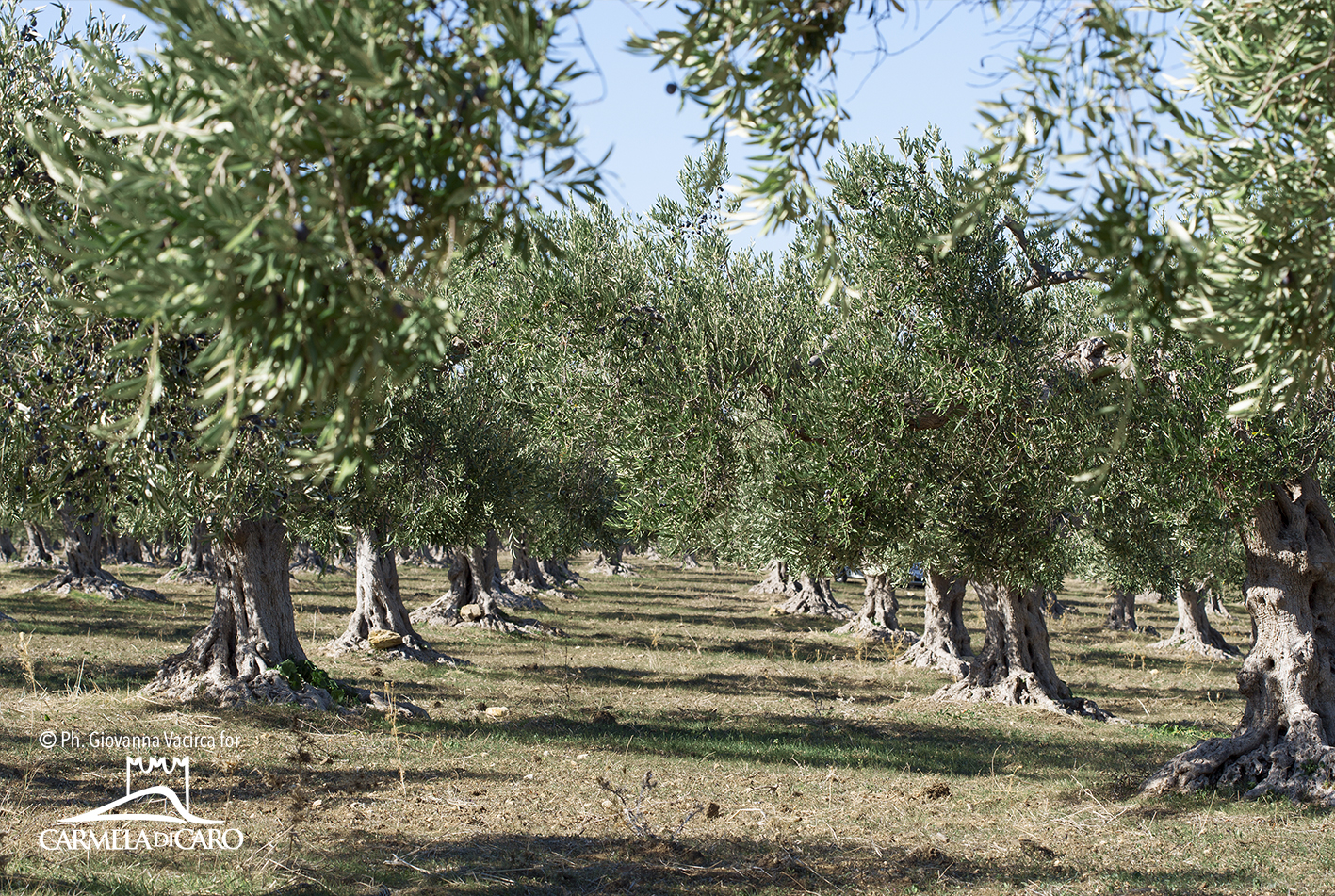 Extra Virgin Olive Oil Rustico, Cold Extracted, 100% Italian