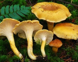 Chanterelle 1kg