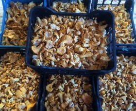 Chanterelle 1kg