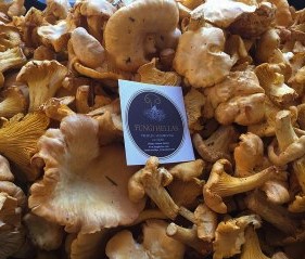 Chanterelle 1kg